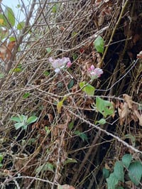 تفاح • مترين • ابراهيمي