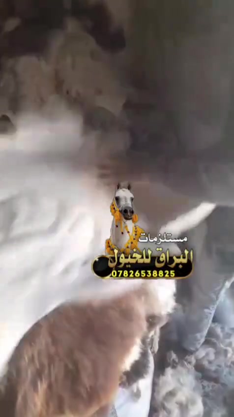 السلام عليكم من رخصة اخونا الادمن يوجد فرو غنم وفرو ماعز شرط  شغل درجى اولى البيع جمله و مفرد الحجز مسبق للاستفسار والحجز مراسلة الصفحه او واتساب ***********

