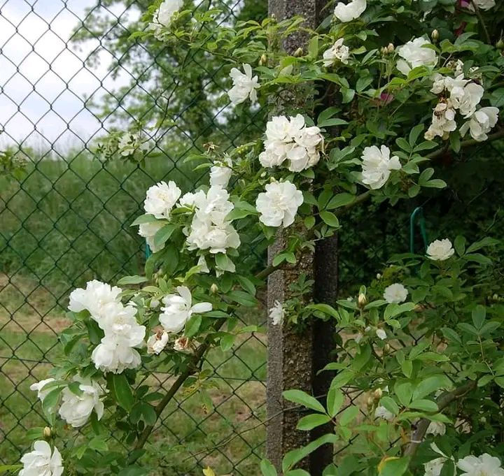 نسرين ابيض كل ٣سنادين ب٥ 
التوصيل داخل بغداد فقط


**إذا كنت صاحب هذا الإعلان وتريد حذفه لأي سبب، رجاءا أرسل رسالة إلى الدعم الفني**