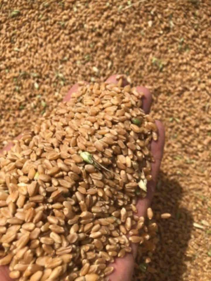 مكلف بالنشر هذا رقم راعية ***********
للبيع مزرعة جاهزة مساحة 55 دونم منهن 40 دونم مجهزات وكاملات بكل معدات الزراعة الحنطة مثل ماواظح بالصورة بية بيت كامل ومحولة وبئر أرتواز عدد 2 هن وغطاساتهن وبية گصب 300 مشعاب وبيه نايلون 100 مشعاب كله جديد مال السنه وبية حديد 4 طنون مزرعة جاهزة قريبة علية محلات وأسواق ومدارس ومستوصف سعرة 55 مليون مكانه البصرة مزارع أم عنيج الشراي يتصل على راعية
