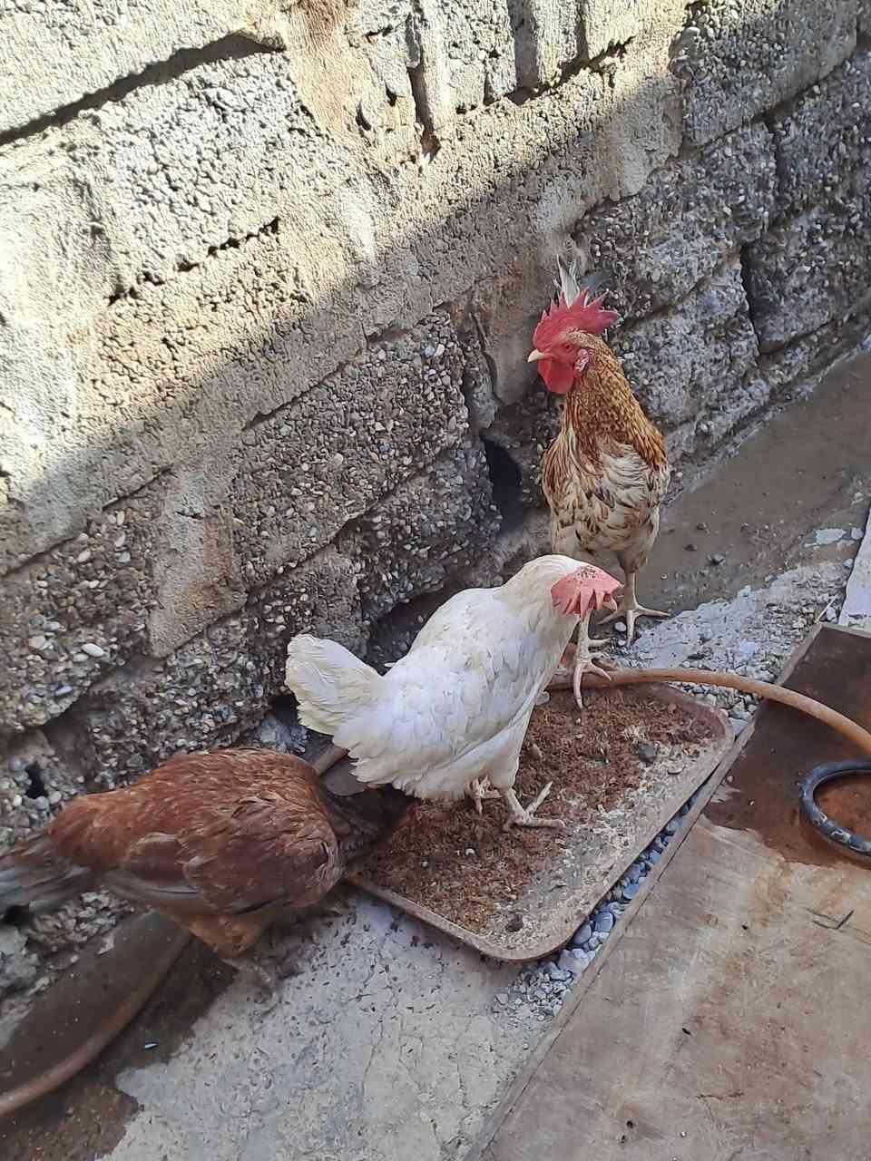 للبيع مكان ازعفرانيه


**إذا كنت صاحب هذا الإعلان وتريد حذفه لأي سبب، رجاءا أرسل رسالة إلى الدعم الفني**