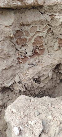 مكتب ابو علي الشمري لمكافحة الارضة المسما النملة البيضاء بكادر مختص وب...