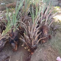 50فسيل حلاوي بجذورة 07861109245