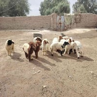 ١١ راس • صحاح • ناصرية الصخيين