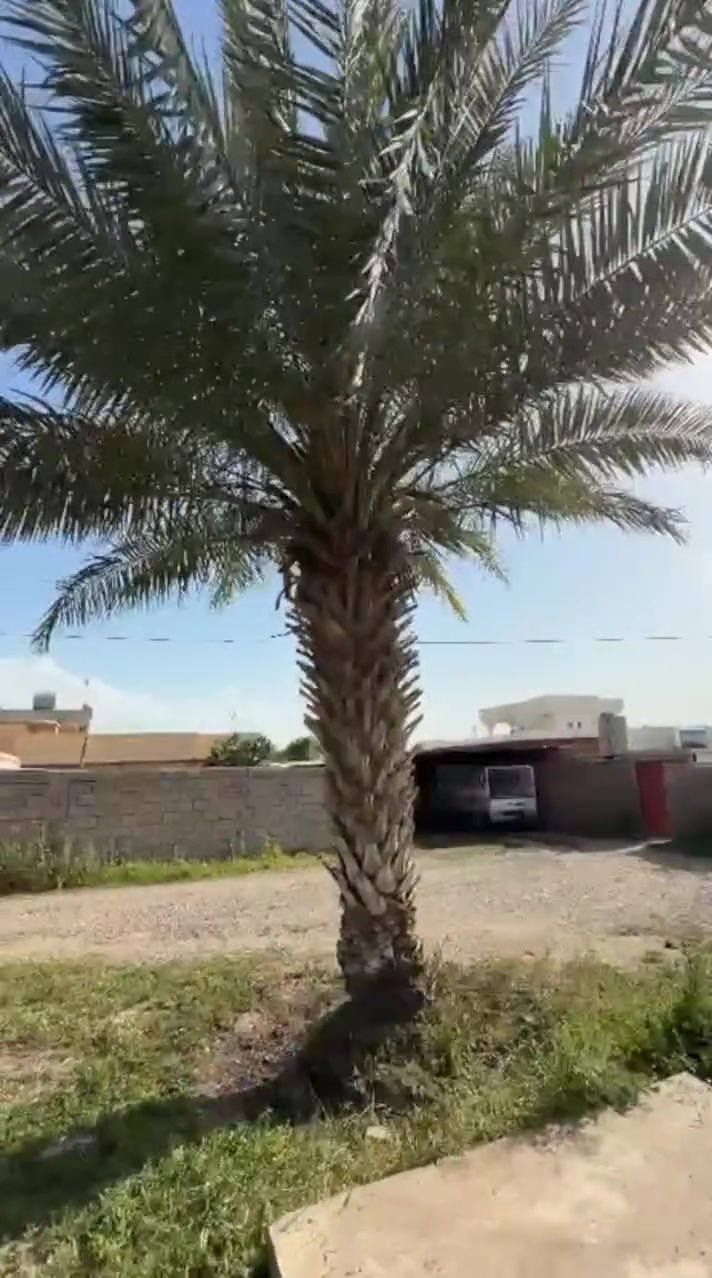 السلام عليكم 
 يوجد منشار بأنزين لقص كافة الأشجار و تكريب النخل داخل وخارج ناحية القيارة للاستفسار اتصل ***********
