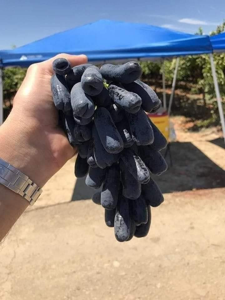 شتل عنب ياقوتي واصبع العاروس متوفر كميه قليله
المكان حاج علي
التواصل ***********
