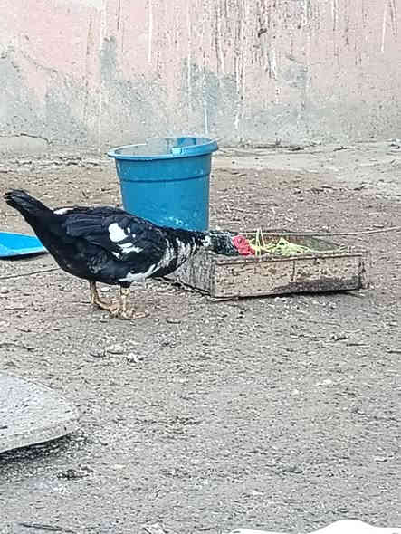 السلام عليكم
يوجد بط مصري فروجتين وديج للبيع للتواصل اتصل
***********
