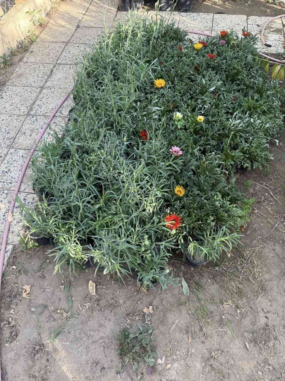 مساكم الله بلخير متابعينا الغوالي ✋

نبدي وياكم موسمنا ونكول الله يرزقنا ويرزق امة محمد امين🙏
كل ما هو جديد من عالم الزراعة من الاشجار والازهار والنخيل بانواعها يتوفر لدى مشتل الشقي🥹

ما عليك بس تزورنا وتنور مشتلنا واحنا علينا نقدلمك الي يرضي رب العالمين ثم يرضي زبائننا الكرام☺️
يوفر لدى مشتل الشقي
الحمضيات بانواعها🍊🍋
تفاح يمختلف الانواع🍏🍎
عرموط 🍐
مشمش🍑
رمان 🫐
العريش بانواعه🍇
الزيتون 🫒
وشنو تريد من اشجار وازها موجود 
انتو بي زورونا وستجدون الاسعار المناسبه 🥹

العنوان / الانبار / قضاء هيت 
حي البكر قرب اسواق ياسر
بادارة احمد سعيد الشقي ***********
