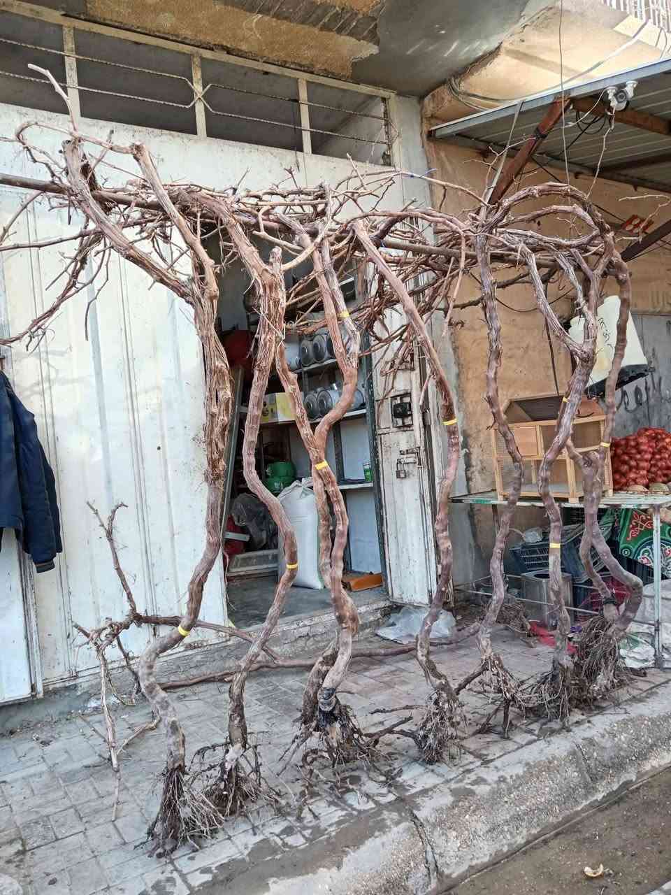 بسم الله ماشاء الله ♥

على بركة الله سوف تتوفر اشجار هذه الاصناف من العنب الامايات الخشنة في مشتل ابوبكر الاعمار من 3 الى 5 سنوات يعني تزرع وتاكل 😁😍

صنف حلواني 
صنف كمالي 
صنف كشمش بدون فرصم

اخواني الاعزاء الكمية كبيرة ان شاء الله والي يحب يحجز قبل نفاذ الكميه يتفضل 🩵

السعر 10.000 الاف فقط 😍

عنواني الانبار القائم حصيبة 

للحجز الاتصال على الرقم *********** مشتل ابوبكر
