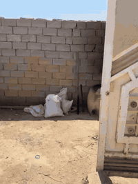 مرحبا… دونم للبيع مع بيت 300 متر متوفر ماء وكهرباء ومدارس العنوان مشاخيل خفاجه مقابل قرية الخلاويين 
يحتوي البستان على  55 نخله شويثي و برحي
رمان زيتون رارنج نبك وتين وتكي السعر 45مليون البيع لعائلة فقط 
***********
