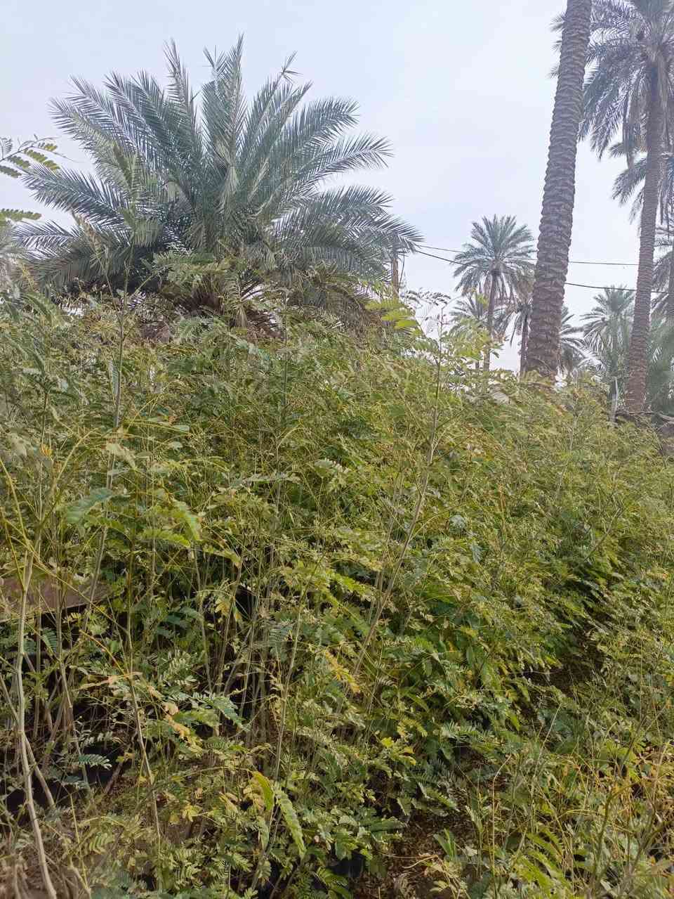 البيزيا ارتفاع متر ونص الى مترين جيس الرقم ***********
