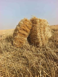 تبن كبسات • ٩٠سم • سماوه