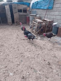 ٥ سجاد كردي • كەلار • رزگاری