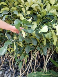 حمضيات • نفضيات • كريعات بغداد