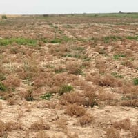 ١٠ دونم • طابو سند ٢٥ • قابلة للتقطيع