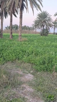 ٥ دوانم • الداحره • طابو صرف