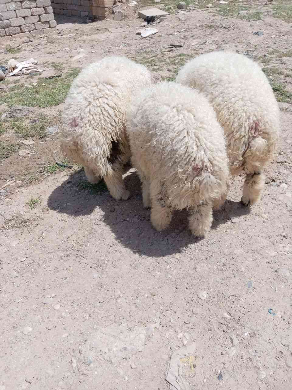 طليان للبيع فول خشنات العدد 3 انضاف رقم وحد فول خشنن يرهم جنيه للدبح شراي يتصل على راقمي ***********. ***********
موصل
