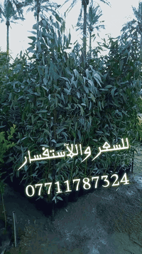 اللآستفسار 07711787324