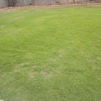 ثيل امريكي • للبيع • نوعية زينة