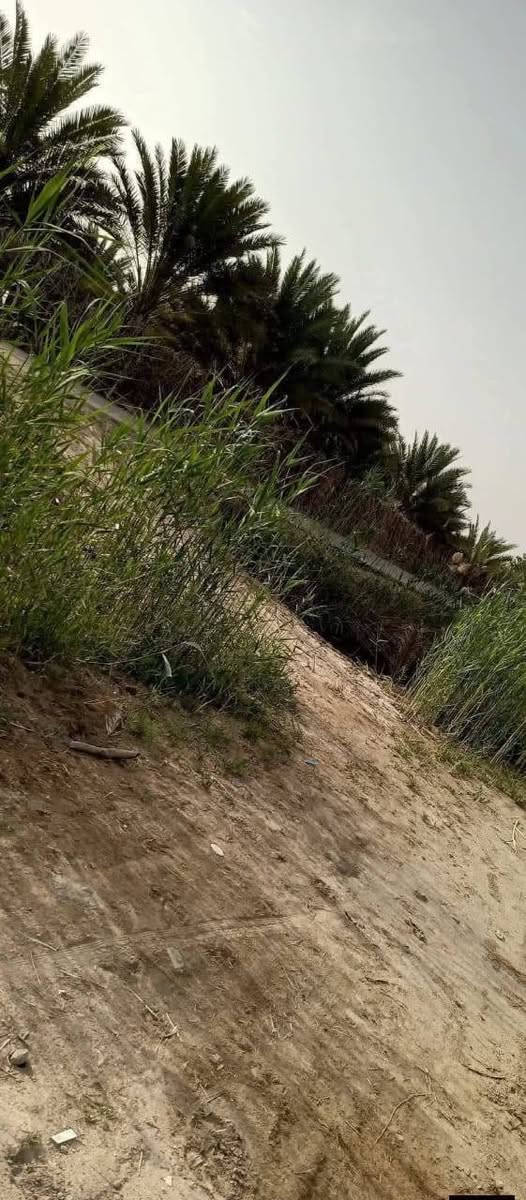 من رخصة مدير الاكروب

ارض في كربلاء طريق طويريج خلف كلية الأمل  تيل 259 وتنزل كيلوين قرب مدرسة دمشقق

مساحة الارض الف متر واجهة 20 ونزال 50

سند 25 بسمي تريد اقرار احولك تريد سهم 

خدمات الارض كاملة ماء سقي و اسالة كهرباء مجاري تبليط  منطقة بيهة سكن      تصلح لزراعة أيضآ 

هاذة رقمي ***********وليحب يتواصل وياي متواجد فقط وتساب
