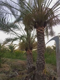 تركيس نخل جبراز برحي تبرزل كادر موجود واي ستفسار 07869971320 ‏‪0750979...