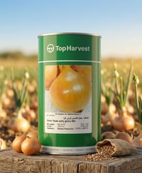 📣 متوفر الان 📣  🧅 بصل  تكساس ايرلي 🧅  من شركة Top Harvest  🏢شركة الريف...