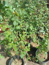 جوري سلطاني حجم كبير ب٦ التوصيل داخل بغداد فقط  للطلب٠٧٧٣٢٨٧٦٠٠٤ واتسا...