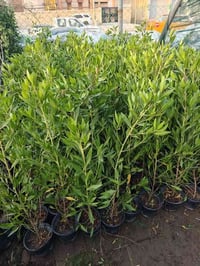 شتلات كاربس • سندانه • مشتل الشيباني