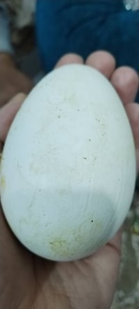 بيض بطه كوبرا حجم كبير جدا للبيع 30 بيضه   الشراي يتصل ويجي ياخذهن 078...