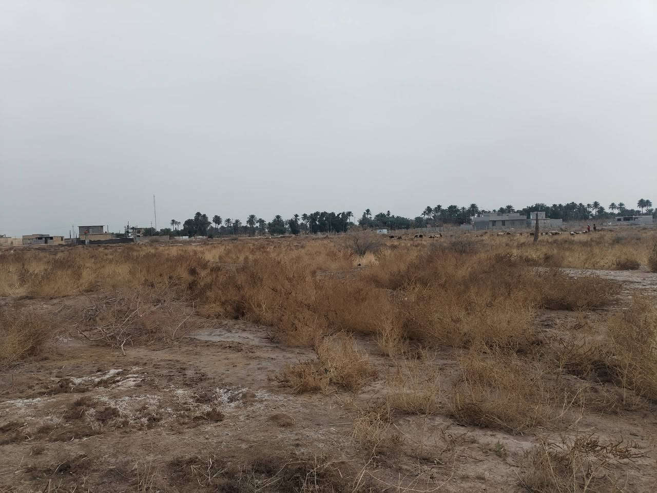 السلام عليكم قطعة أرض للبيع المساحة ٣٠٠٠ متر طابو صرف سند 25 كربلاء طوريج الرجيبة واجهة ٢٠ متر والنزال ١٥٠ متر الكهرباء والماء ١٠٠ متر عنها سعرها جدااا مناسب للاستفسار الاتصال على الرقم *********** او ***********
