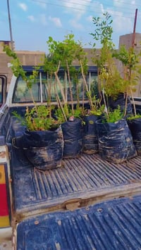 سدر مطعّم • مشتل لونا • قضاء الهوير