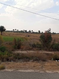 نص دونم • عقد زراعي • خلف جوه العدنان