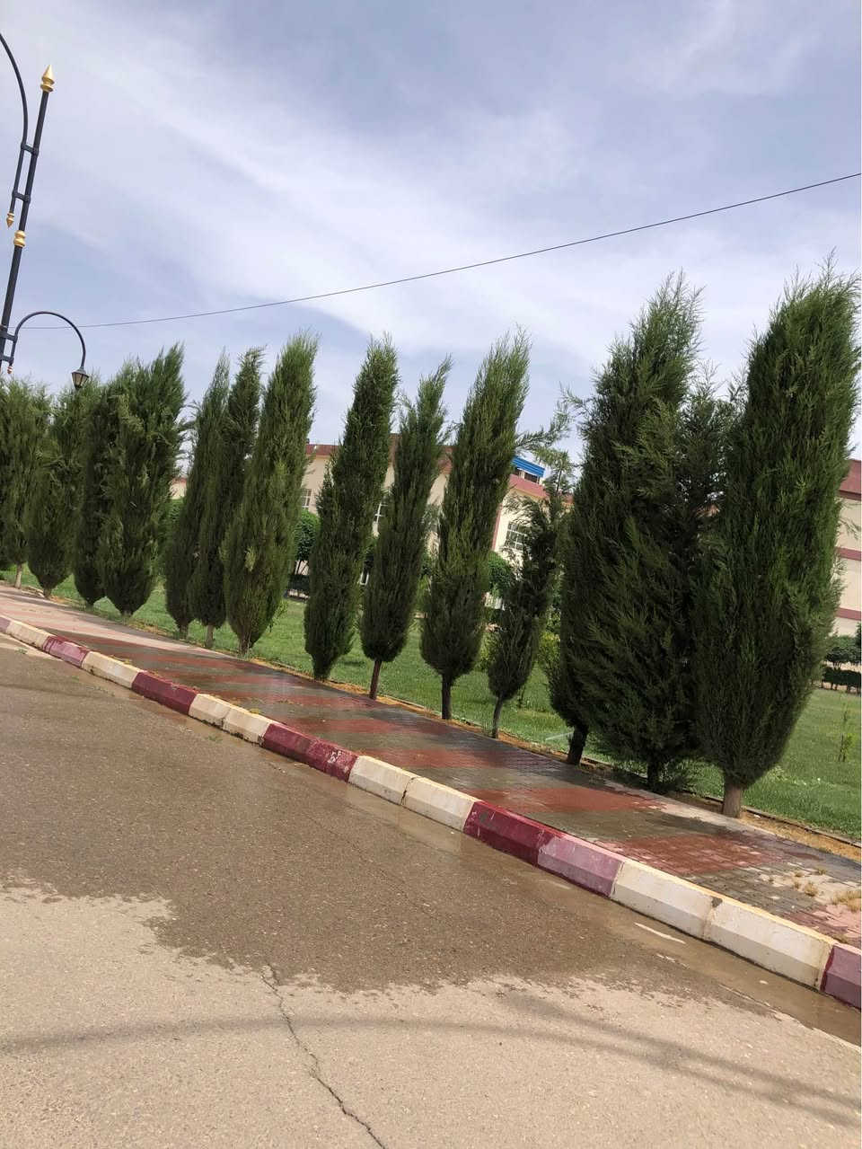 ‎سەرو(سنەوبەر)ی عامودی
‎‏‎نەمامەکان لەکیس دان ئەتوانیت ئیستا بیانچینیت 
‎نەمامی ۸٠ سانتیم تا مەتر و بیست سانتیم نرخی ۲ هەزار
‎لە ۷٠سانتیم بچوکتر 
‎نرخی ۱٥٠٠

‎گەیاندن ھەیە بۆ ھەمو کوردستان📦🚕
  
‎گەر نەمامە کان ھەمان وەسف نەبون ئەتوانیت پێش ئەوەی 
‎وەری بگریت بیگەرینیتەوە 
   ***********
   ***********
‎📌 ناونيشانی نەمامگە 
‎ رانيە—گوندی كانيماران رانية, السليمانية
