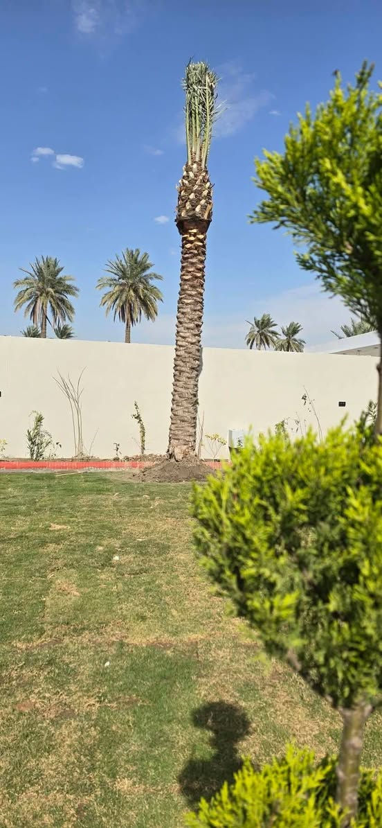 بسم الله الرحمان الرحيم//***********)//السلام عليكم يوجد لدينا افضل أنواع النخيل امهات حمال بطينته إحجام كبيره وصغيره من متر ونص الى سته امتار ومستعدين لتجهيز دوائر الدوله الحكوميه ويوجد توصيل جميع محافضات العراق وتوجد ايضآ من أجود وافضل الفسائل
