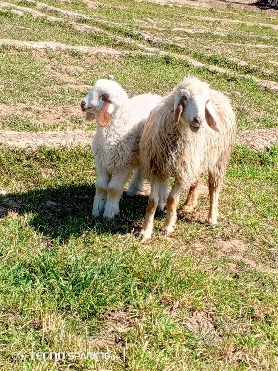 السلام عليكم اخوان متاح نعاج مطافيل وراهن افحله الي يريدهن يعلق او يتصل ***********
