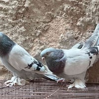 زوج مساكي • زوج رمادي • طيره عنبريه