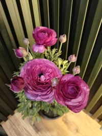 نباتات ظلية • مستلزمات زراعة • الموصل حي السكر