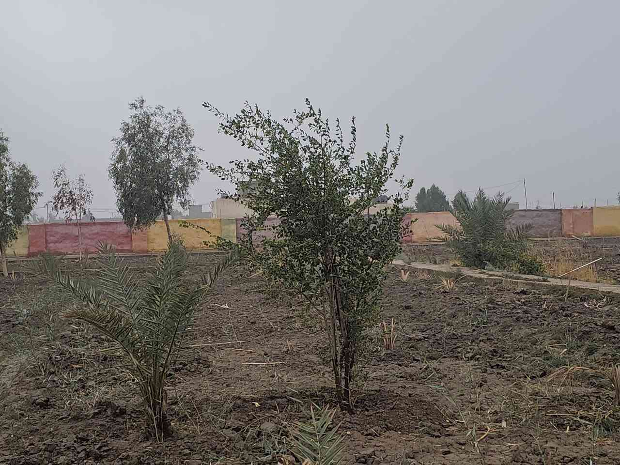 يا الله
اللهم صلي على محمد وآل محمد 
مزرعه للبيع مرتبه مع دار جاهز للسكن  
منطقه امنه جدآ  وجاهزة من الماء والكهرباء والمجاري  
المزرعه ثلاث دوانم ونص  مسيجه بناء بلوك ومع شريط بلاجكتور حول سيج المزرعه عدد ١٥ بلاجكتور  ويوجد منظومة ماء تقطير في المزرعه علمآ توجد كرمه ماء من نهر الوفاء قرب المزرعه ويوجد غطاس ماء من الكرمه الى المزرعه كماء يوجد حوض ماء ٦٥ الف لتر موقع المزرعه مميز ركن شارعين عرض الشارع ١٢ متر  شارع مبلط من الشارع الرئيسي إلى قرب المزرعه  كماء يوجد محميه عدد ٣ ويحد مجره بزل للمزرعه
العنوان الناصرية الخميسات حي الزهور قرب شركة النفط 🛢 
للاستفسار اتصل على الرقم  
***********
