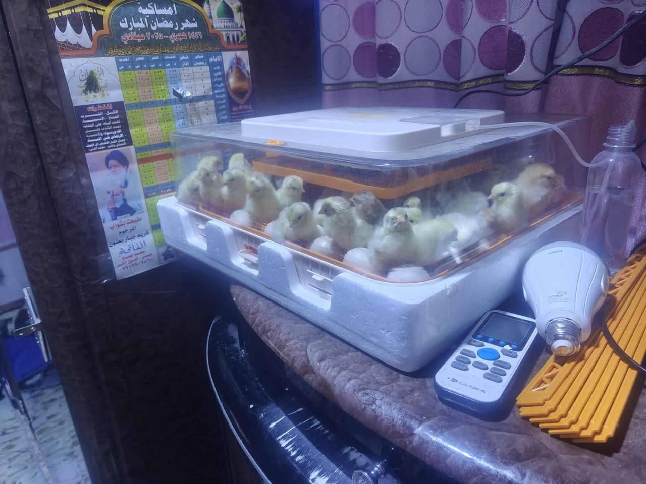 متاح .فقاسة خير من الله .(بيضة٥٦)
(فول اوتماتيك) .تفقيس 100 %و تشتغل كهرباء +شحن بطارية [نظافة الفقاسة 95% ]  .المكان ديالى بعقوبة( السعر ١٠٠ألف) اللاستفسار[ ***********] .اخوان الموشري لايتصل !
