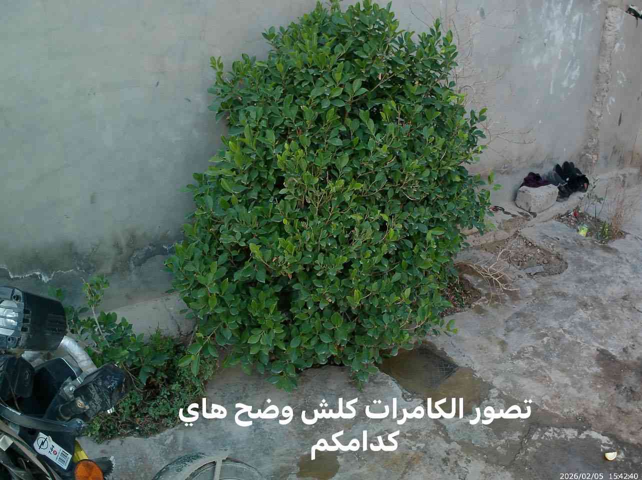 كامراء مال ديلفري اصليه تصور وضح فول.  تربطها عل تلفون. عل وايفاي بدون نت. تصوير كدامك بيها    سعر خاص.  
***********
