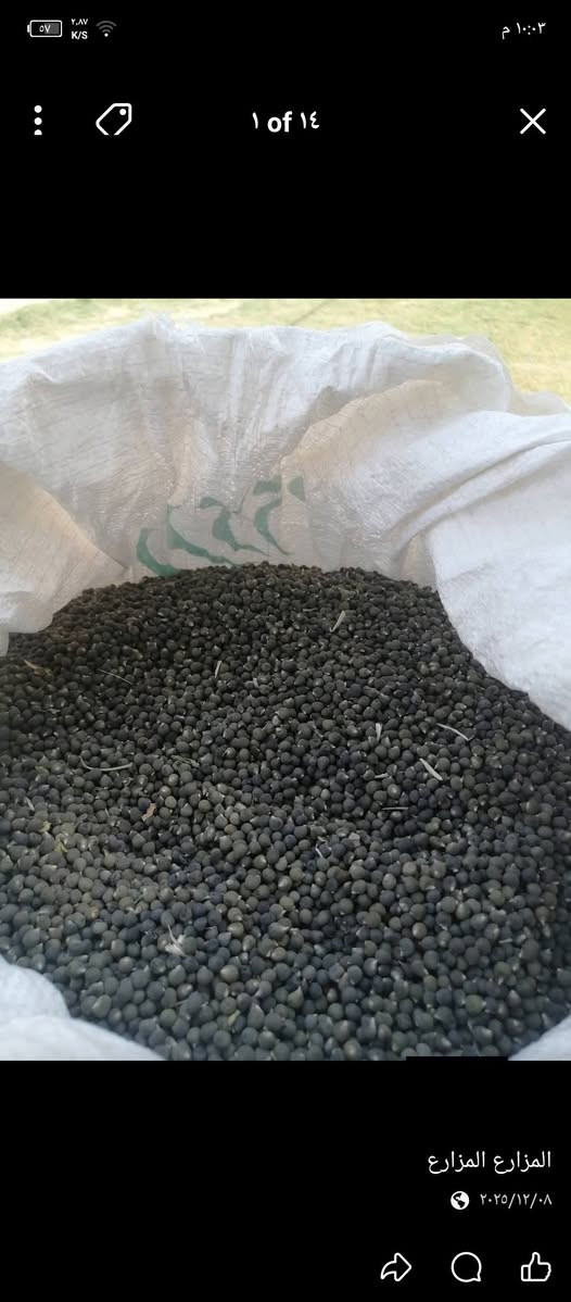 بذور بانيه متعهد بيه درجه اولى نوعيه البذور العبير ***********
