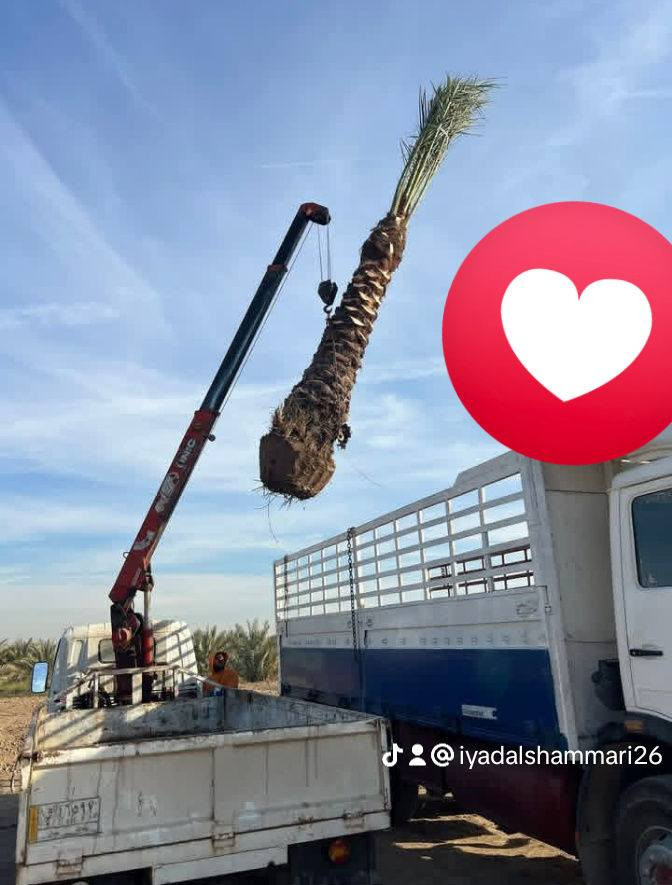 ياالله السلام عليكم
تتوفر جميع الإمايات ارتفاع من متر واكبر 
اليرقب بشراء عنوان واسط الصويره 
***********////***********
