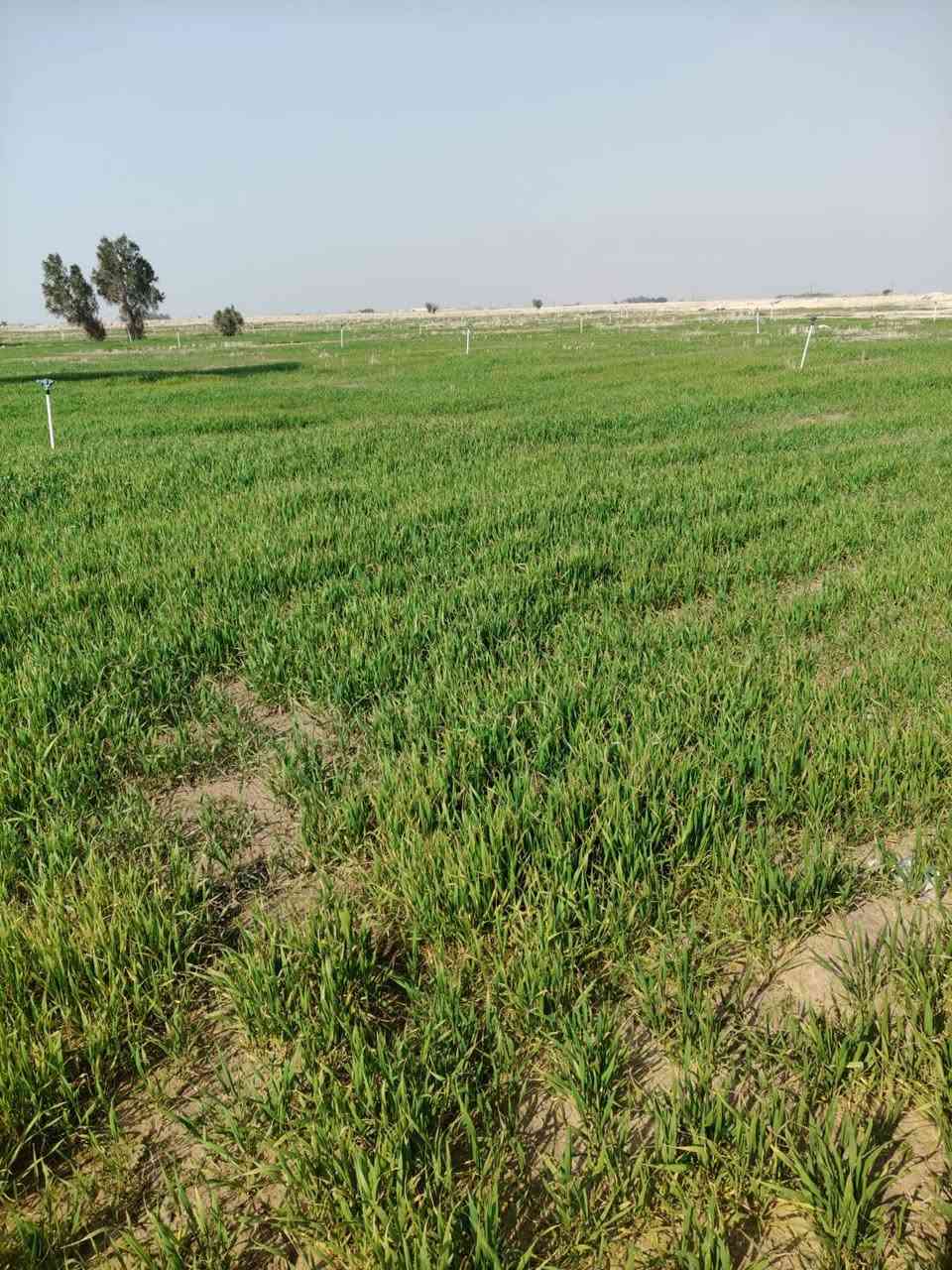 مزرعه جاهزه 50دونم مساحتها زارعه 43دونم حنطه مرشات عصفوريه بيها بيار 3شقالات كهرباء  بيها قريبه عله المحلات وتحليه ولمدرسه ولمصتوصف موقعها عله شارع وبلعافيه عله لياخذها مراسله لاتراسلني هاذه رقم وتصل وني بلخدمه ‏‪***********‬‏ الموقع مزارع الحيس امعنيج
