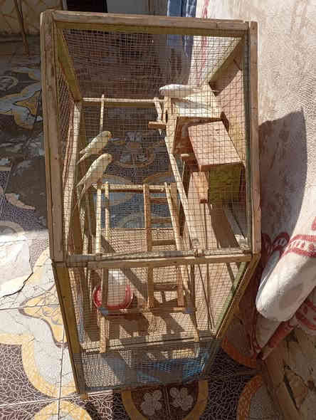 يا الله متاح
(قفص وطيور حب عيون حمر عدد 3 لازمات بيت يردين يبيضن ) مكاني كربلاء شهداء سيف سعد سعر ٤٠ قفل قفل
‏‪0772 679 0640‬‏
