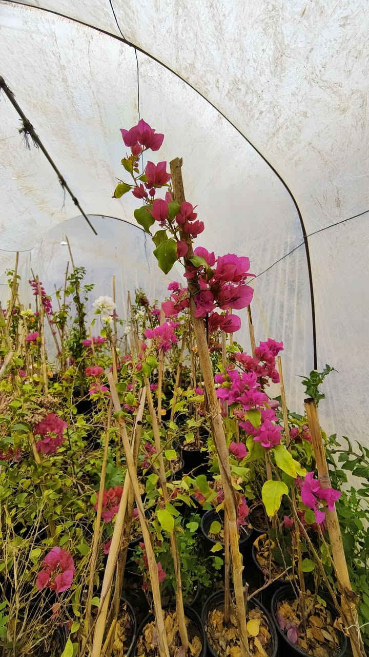 ﷼ اللهم  صلي على محمد وآل محمد 
يومكم مبارك 🪴 
عروضنه اليوم داخل مشتل النورين 🎋🪴🎍
توفر كافة أنواع الحمضيات 🌿🍋🍊🍇
وكذالك أنواع الورود الداخليه والخارجيه 
ورد الجهنمي المتسلق بئلوان مختلفه 🌹🌸💐
 عنوانه #شارع_الغطاس_خلف_المجمع_السوري 🏕
 لطلب و الاستفسار 🚖🚘
 ***********📞
***********📞
