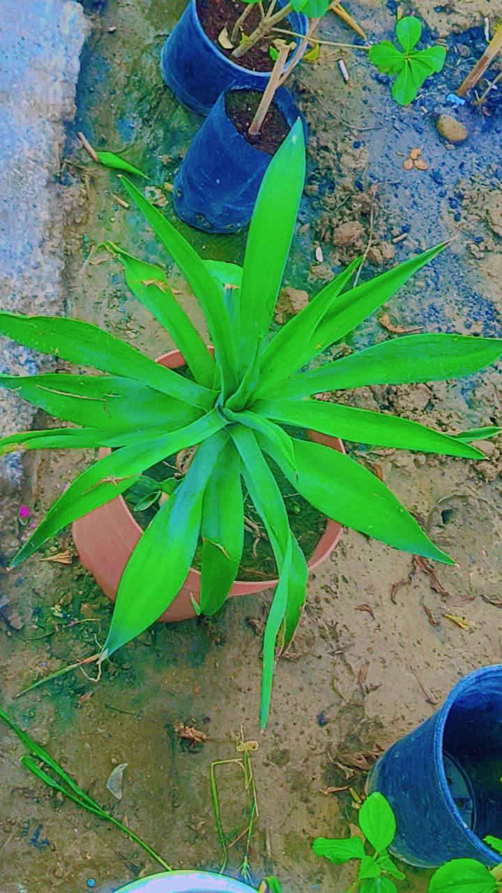 السلام عليكم ورد طبيعي توصيل موجود


**إذا كنت صاحب هذا الإعلان وتريد حذفه لأي سبب، رجاءا أرسل رسالة إلى الدعم الفني**