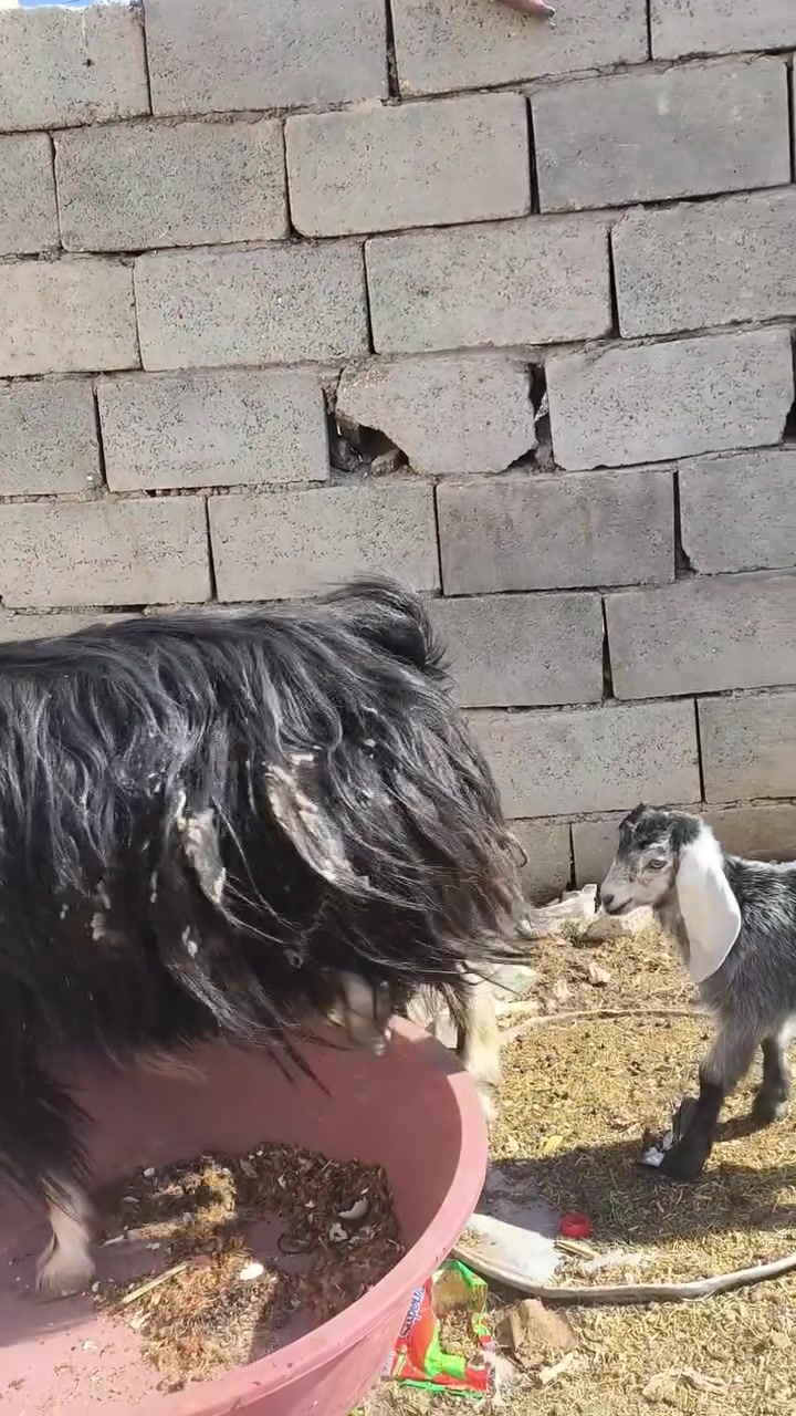 بسم الله وصلاه ع نبي محمد وآل محمد 🌺
متاح عنز فاخره درجه اولئ فول عنز كامله مواصفات خشانه فول وره جدي وصخله  بس بيه  كبر 
ب ٤٠٠ بيه مجال قليل لشراي يتصل ويدلل مكاني حديثه شيخ حديد يوجد توصيل حسب الاتفاق لشراي يتصل ويدلل 
***********
