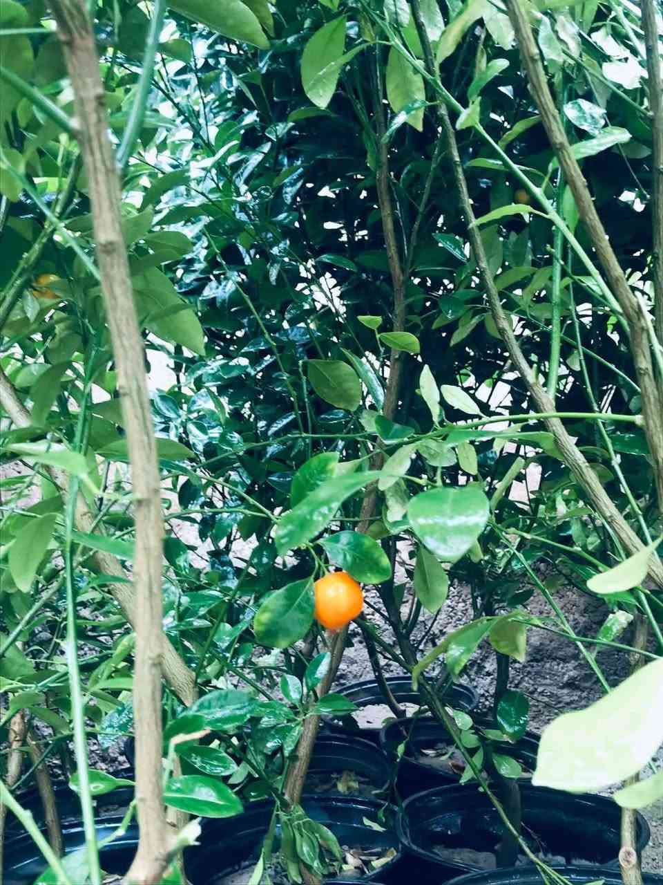 بـــســم الله الــرحــمــن الــرحــيــم
يــعــلـــن مشتل #أبو_ابراهيم  عنوان التميز والأبداع🔥

عن وصول مجموعة جديدة من الأشجار  (النفضيات)(والحمضيات)(وغيرها) من الاشجار بكافة الأنواع والأحجام متوفرة في مشتل #أبو_ابراهيم🍃

النوعية المميزة والفاكهة العراقية الجيدة بكافة اصنافها فقط في مشتلنا 🔥

العنوان:(الشرقاط/ #بداية_أسديرة_وسطى مقابيل جملون فائق الجرو للحديد)

للأستفسار اكثر الأتصال ع (***********
