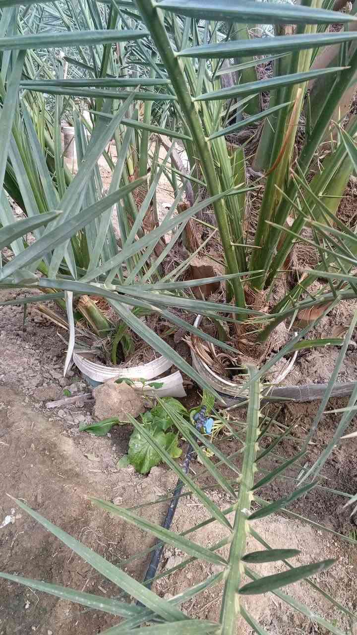 السلام عليكم يوجد نخل برحي حر مجذر للبيع قضاء المدينه رقم الهاتف ‏‪+9647703298530‬‏


**إذا كنت صاحب هذا الإعلان وتريد حذفه لأي سبب، رجاءا أرسل رسالة إلى الدعم الفني**