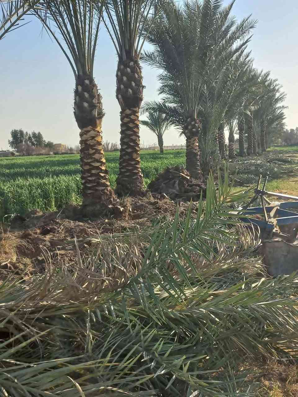 سلام عليكم يتوفر نخيل كافه القياسات وجميع لاصناف ولتوصيل لجميع لمحافضات خبره تحت اشراف مهندسين  الراغب بلشراء ***********
